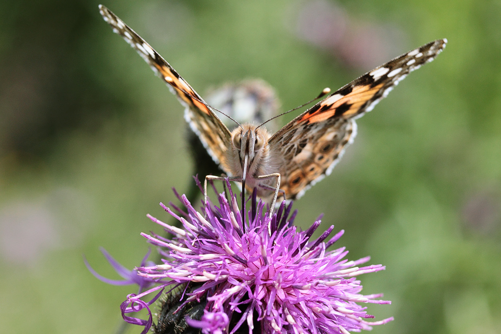 Vanessa cardui