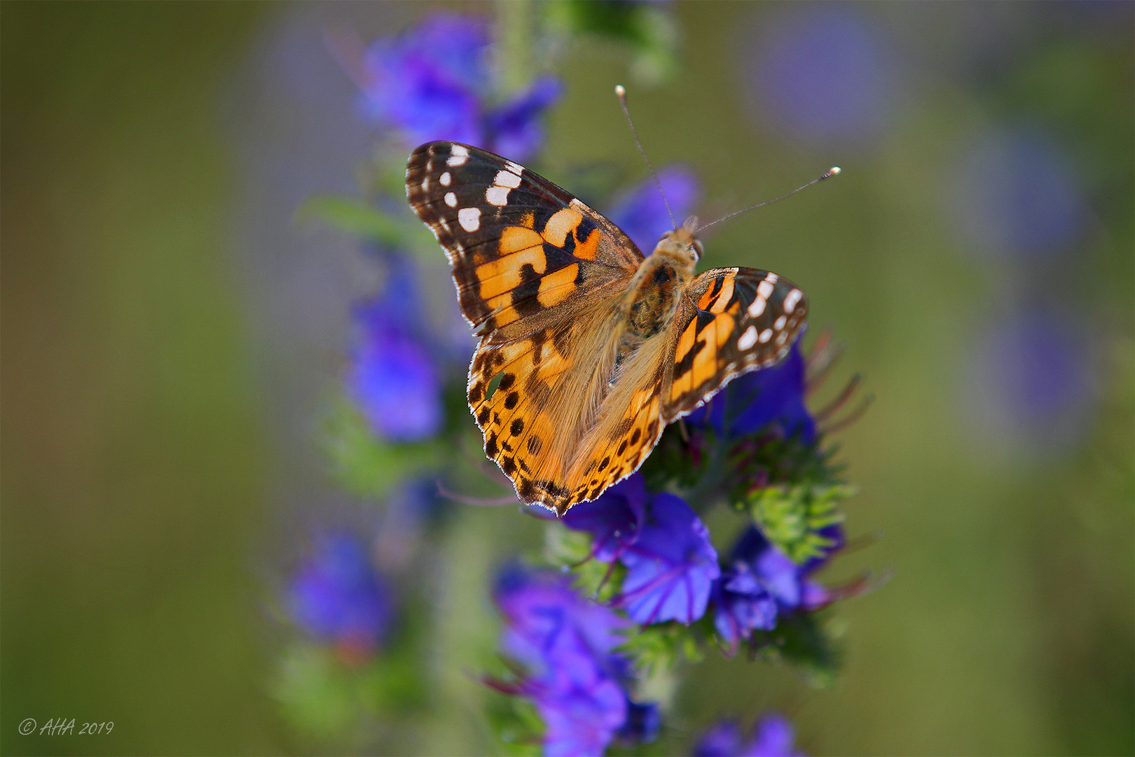 Vanessa cardui