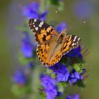 Vanessa cardui