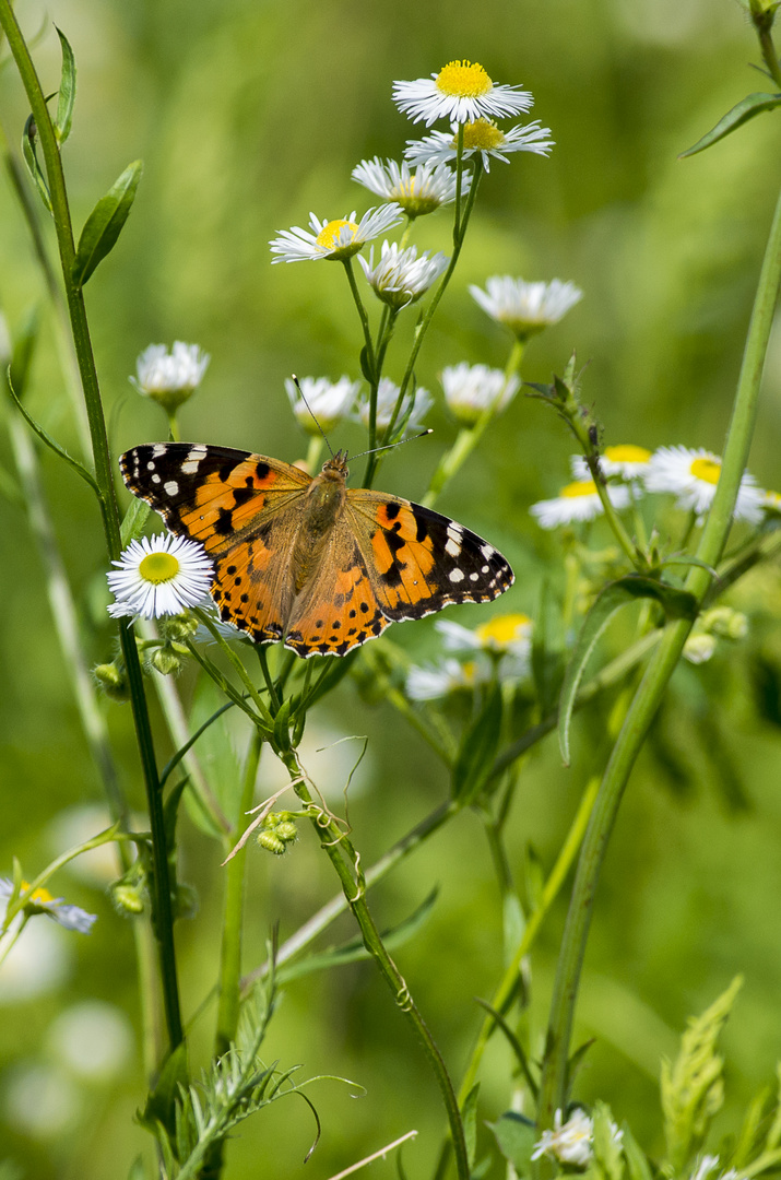 Vanessa cardui