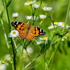 Vanessa cardui