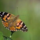 Vanessa cardui