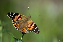 Vanessa cardui