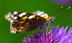 Vanessa cardui