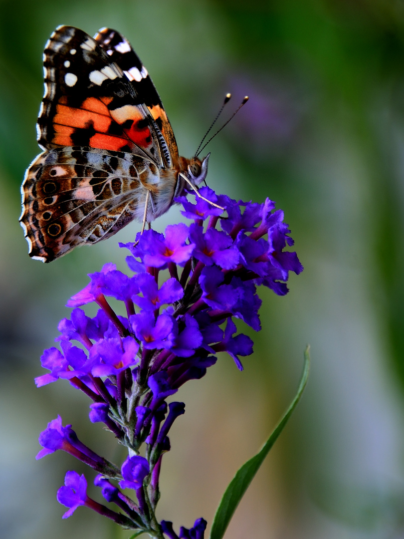 Vanessa cardui - Distelfalter