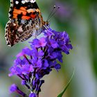 Vanessa cardui - Distelfalter