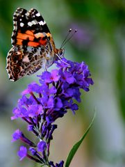 Vanessa cardui - Distelfalter