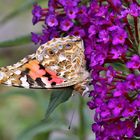 Vanessa cardui - Distelfalter der  von mir überlistet  wurde denn...