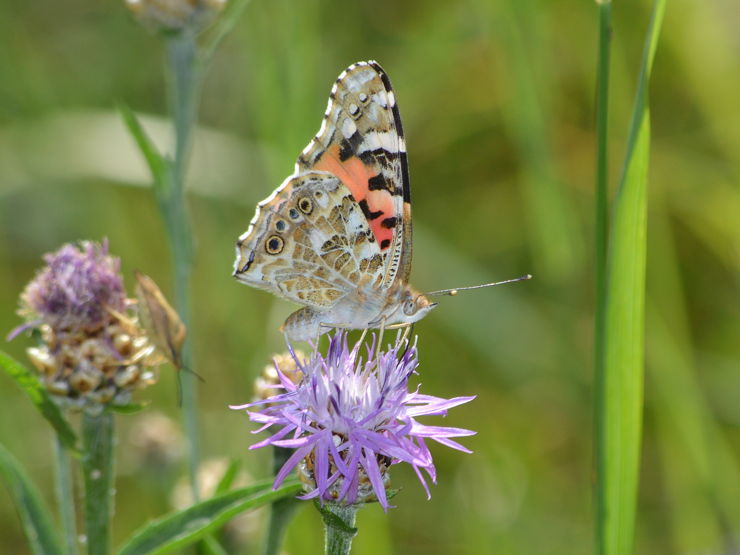 Vanessa cardui, Distelfalter