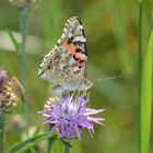 Vanessa cardui, Distelfalter