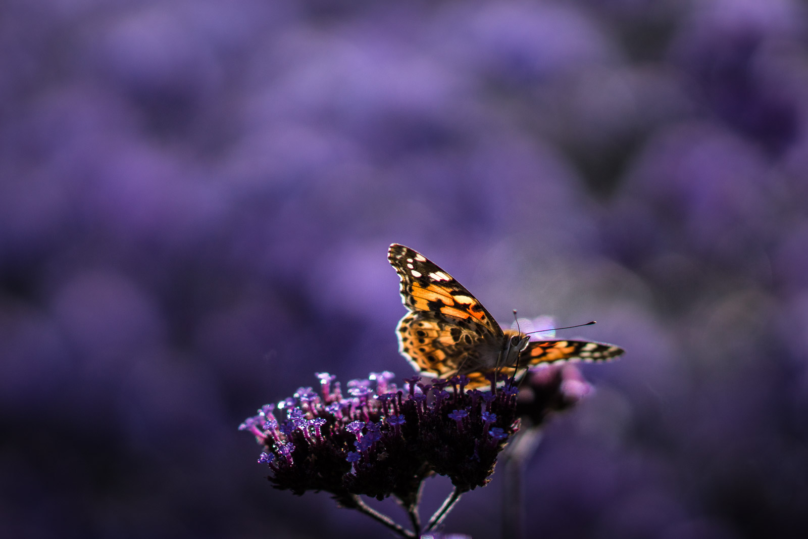 Vanessa cardui