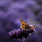 Vanessa cardui