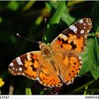 Vanessa cardui