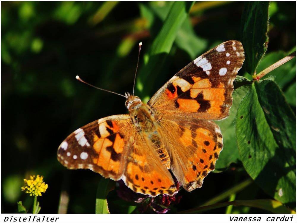 Vanessa cardui