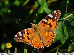 Vanessa cardui