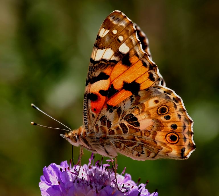 Vanessa cardui