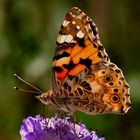 Vanessa cardui