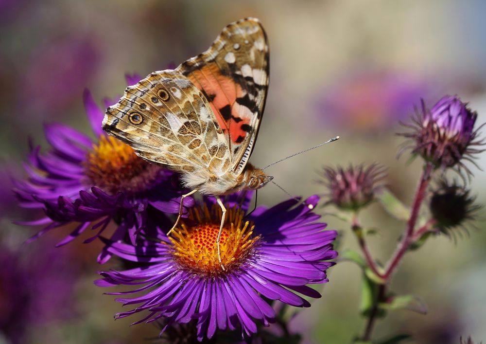 Vanessa cardui