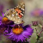 Vanessa cardui