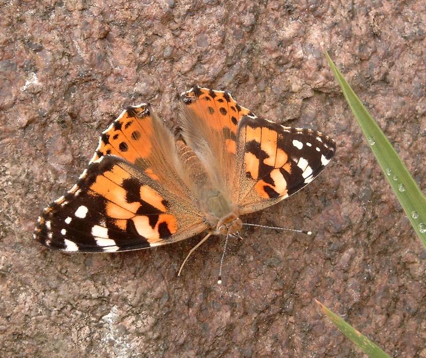 Vanessa cardui