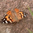 Vanessa cardui