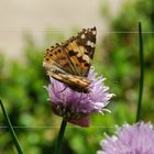 Vanessa cardui I