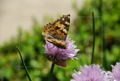 Vanessa cardui I