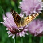 Vanessa cardui II