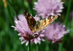 Vanessa cardui II