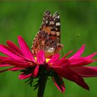 Vanessa cardui III