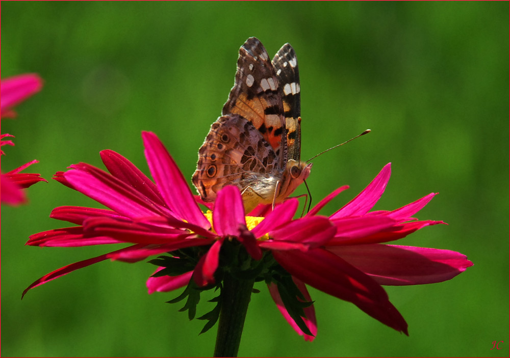 Vanessa cardui III