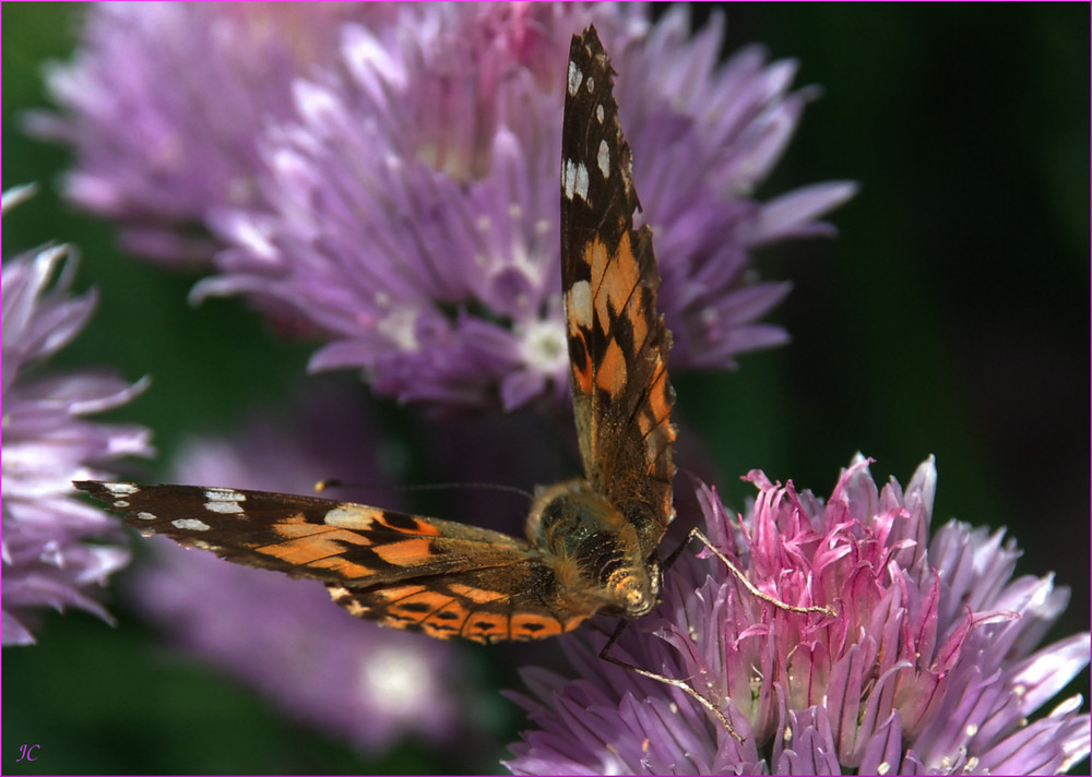 Vanessa cardui IV