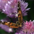 Vanessa cardui IV