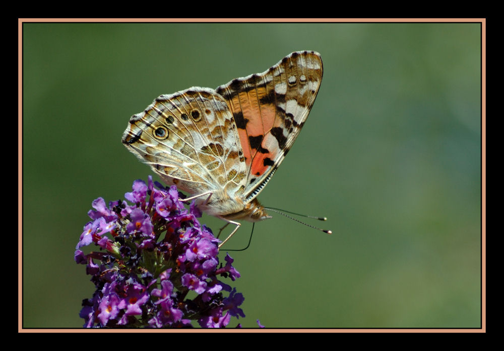 Vanessa Cardui (La belle dame)