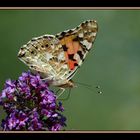 Vanessa Cardui (La belle dame)