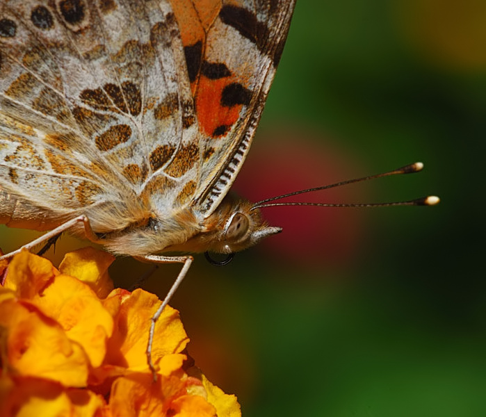 Vanessa cardui Linnaeus