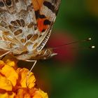 Vanessa cardui Linnaeus