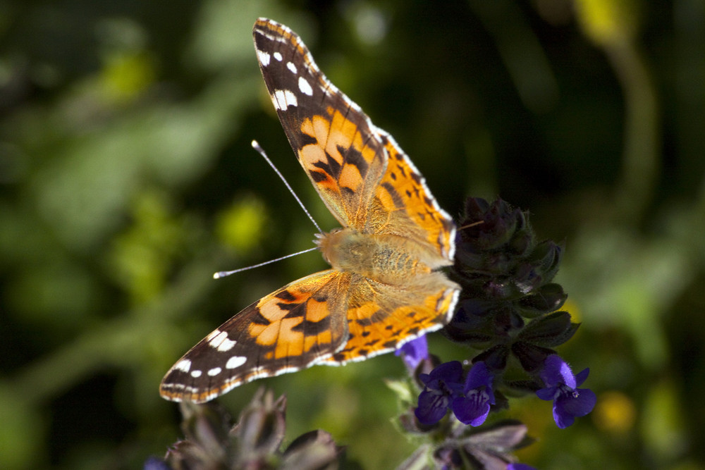 Vanessa Cardui o Belladonna