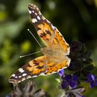 Vanessa Cardui o Belladonna