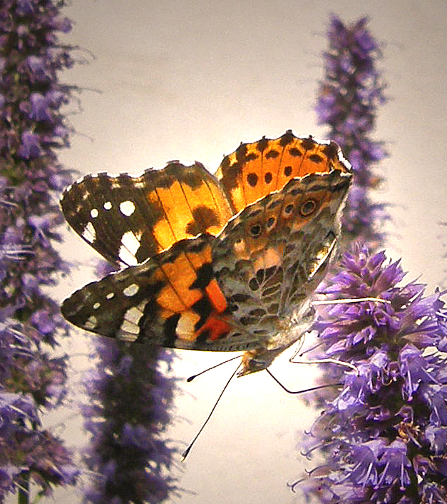 Vanessa cardui - Painted Lady