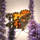 Vanessa cardui - Painted Lady