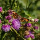 Vanessa cardui steht auf Kratzdisteln