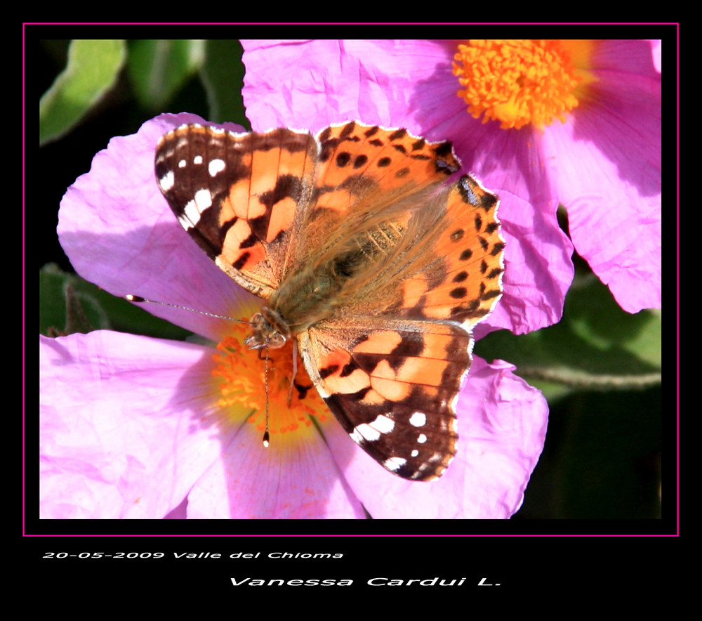 Vanessa cardui su fiori di cisto