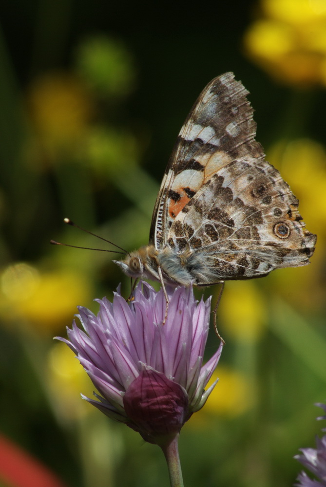 Vanessa cardui  sur ciboulette