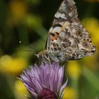 Vanessa cardui  sur ciboulette