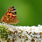 Vanessa cardui sur fleur d'arbre à papillon