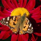 Vanessa cardui V