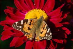 Vanessa cardui V