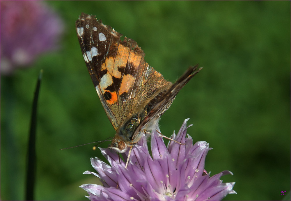 Vanessa cardui VI