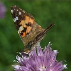 Vanessa cardui VI